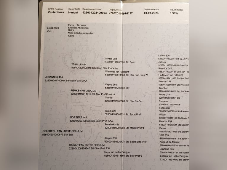 Friesen Hengst 1 Jahr 158 cm Rappe in Bruchhausen-Vilsen