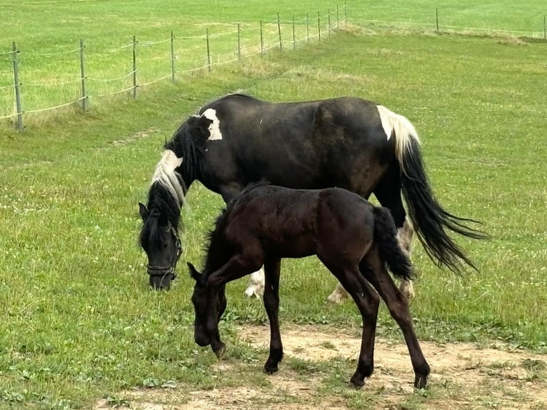 Friesen Mix Hengst 1 Jahr 160 cm Rappe in Arrach