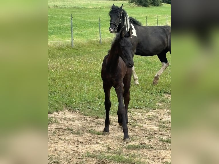 Friesen Mix Hengst 1 Jahr 160 cm Rappe in Arrach