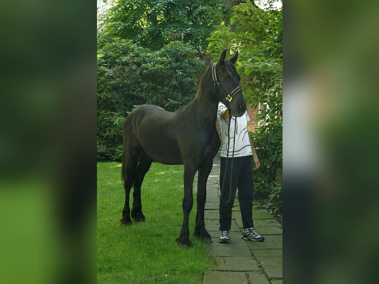 Friesen Hengst 1 Jahr 165 cm Rappe in Hamburg