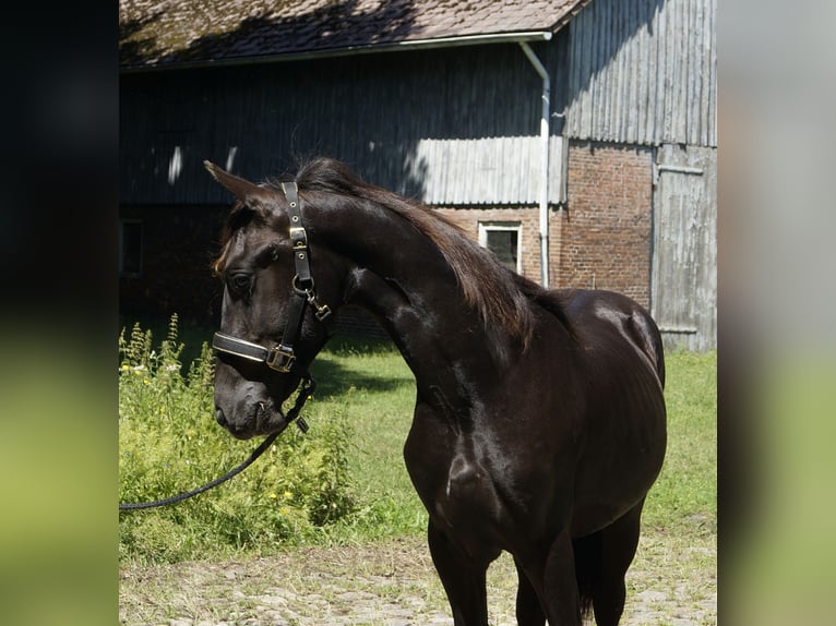 Friesen Hengst 1 Jahr 165 cm Rappe in Hamburg