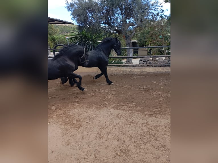 Friesen Hengst 1 Jahr 167 cm Rappe in Marbella