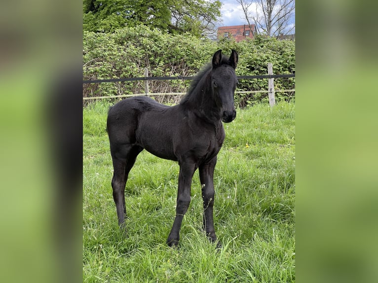 Friesen Hengst 1 Jahr 168 cm Rappe in Meinerzhagen