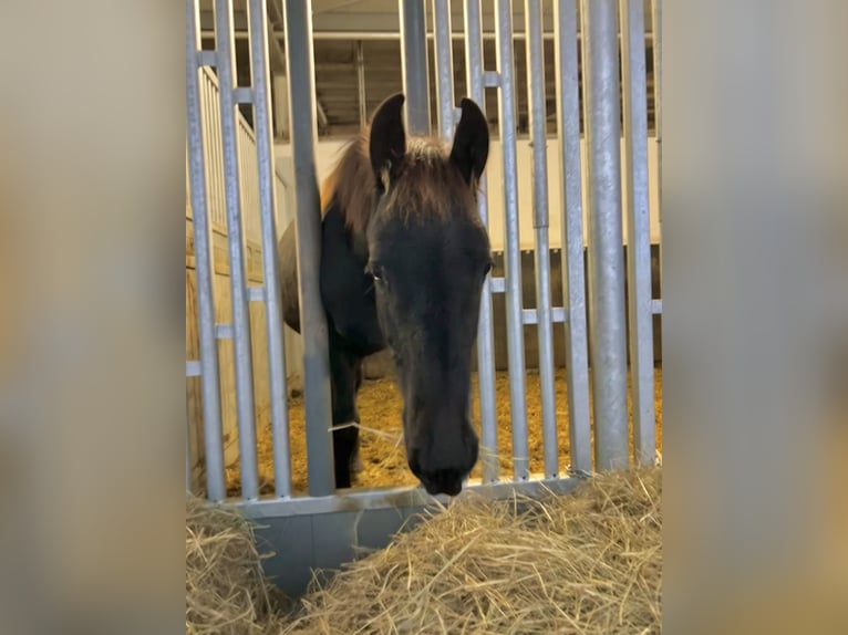 Friesen Hengst 1 Jahr 168 cm Rappe in Meinerzhagen