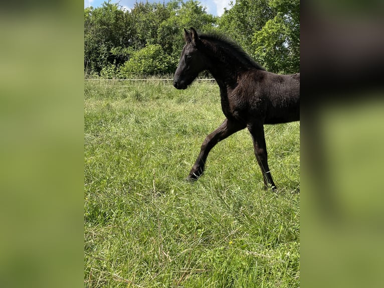 Friesen Hengst 1 Jahr 168 cm Rappe in Meinerzhagen