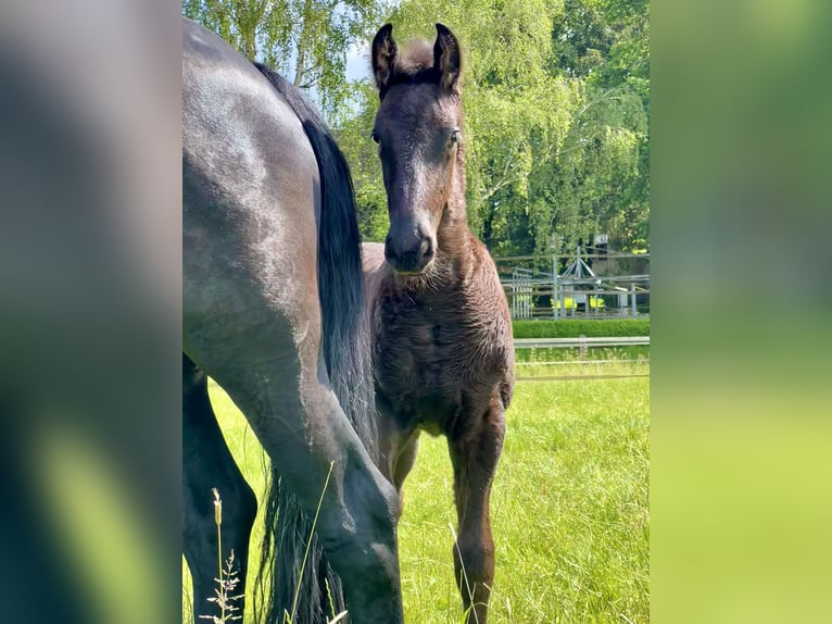 Friesen Hengst 1 Jahr 168 cm Rappe in Meinerzhagen