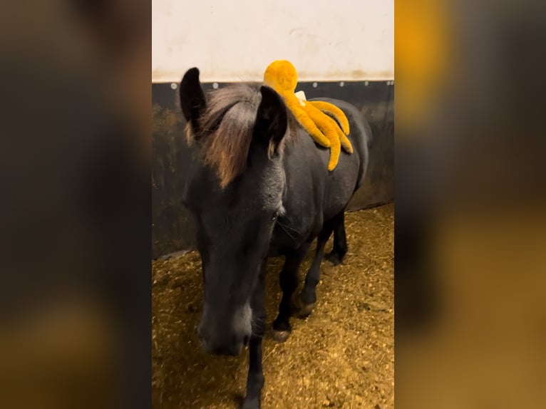 Friesen Hengst 1 Jahr 168 cm Rappe in Meinerzhagen