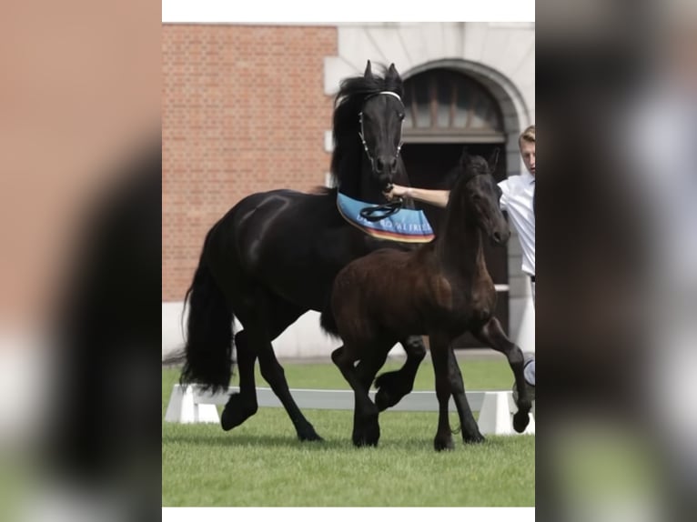 Friesen Hengst 1 Jahr 170 cm Rappe in Stade