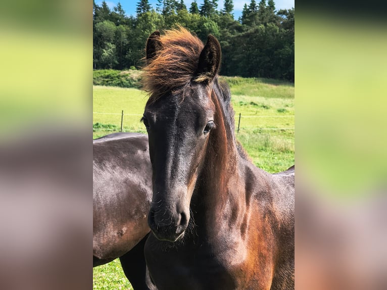 Friesen Hengst 1 Jahr Rappe in Aalestrup