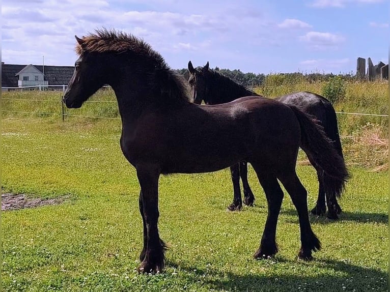Friesen Hengst 1 Jahr Rappe in Aalestrup