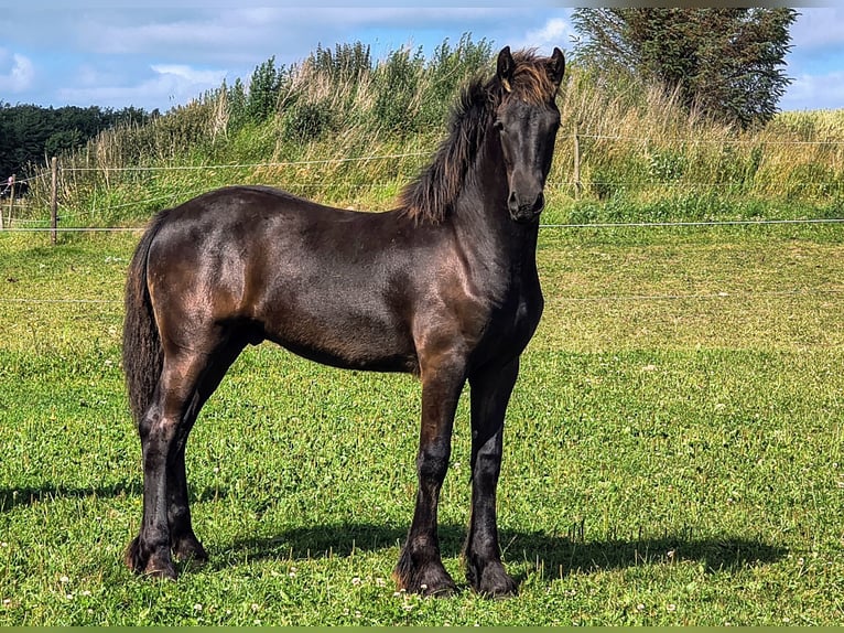 Friesen Hengst 1 Jahr Rappe in Aalestrup