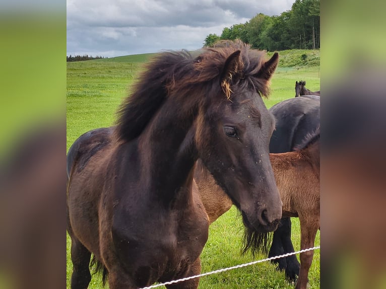 Friesen Hengst 1 Jahr Rappe in Aalestrup