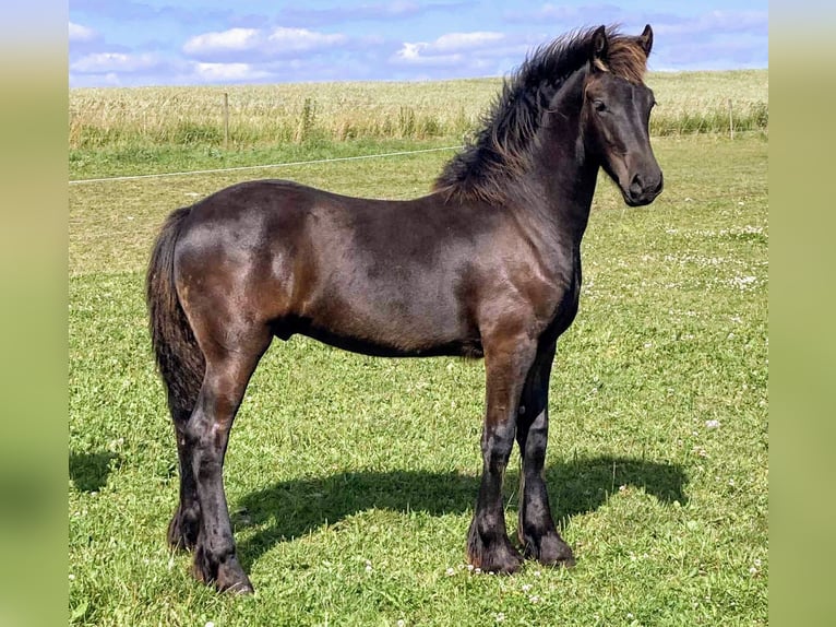 Friesen Hengst 1 Jahr Rappe in Aalestrup