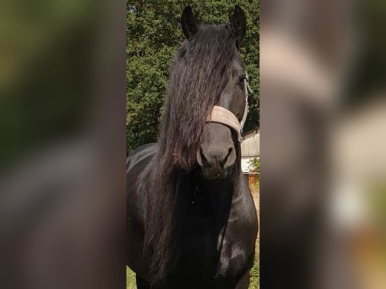 Friesen Hengst 1 Jahr Rappe in Gross Pankow