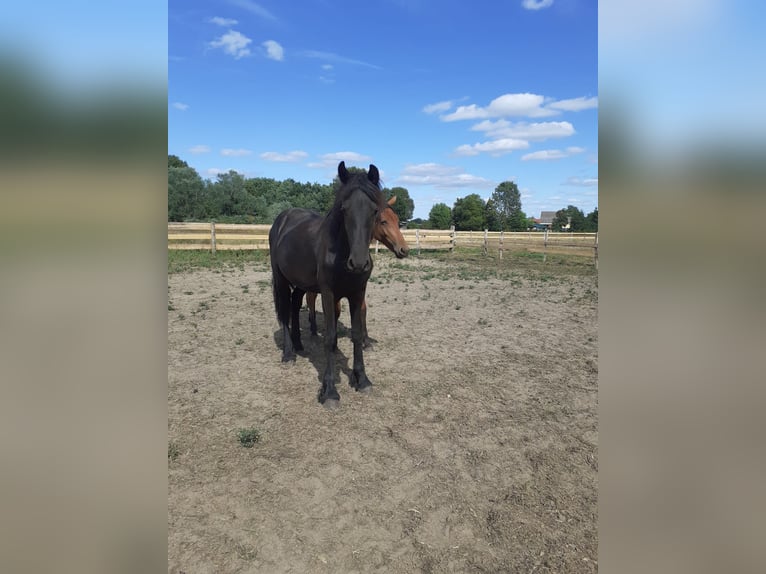 Friesen Hengst 1 Jahr Rappe in Gross Pankow
