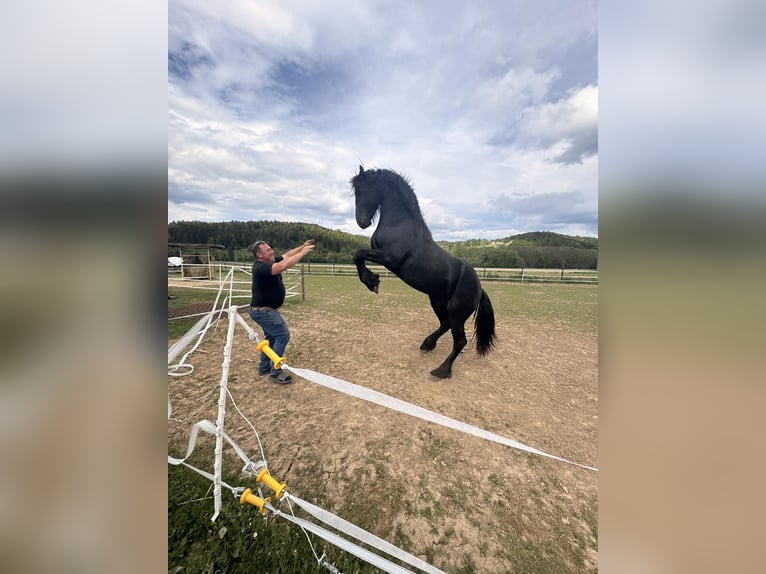 Friesen Hengst 1 Jahr Rappe in loibach
