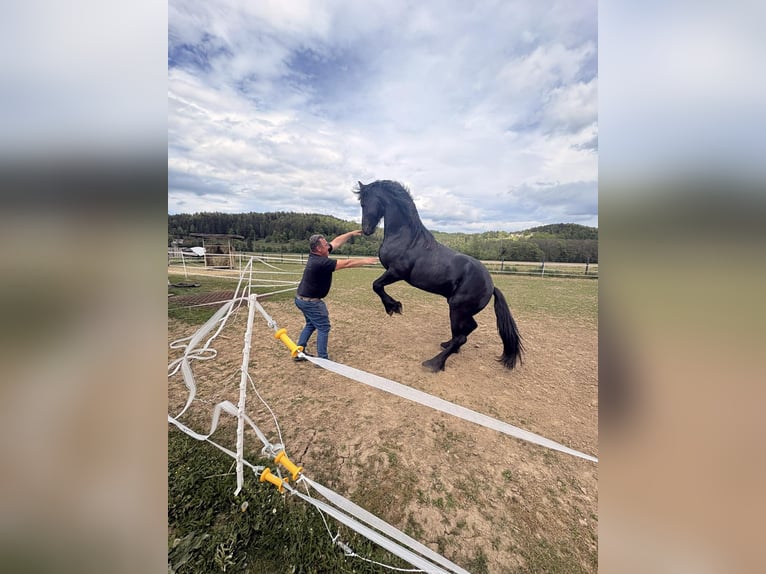 Friesen Hengst 1 Jahr Rappe in loibach
