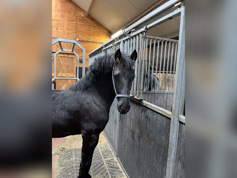 Friesen Hengst 1 Jahr Rappe in Oosterwolde