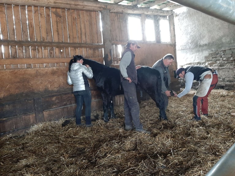 Friesen Hengst 1 Jahr Rappe in Marienberg