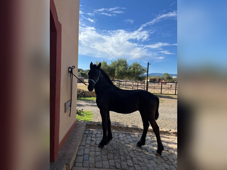 Friesen Hengst 1 Jahr Rappe in Montbrio Del Camp