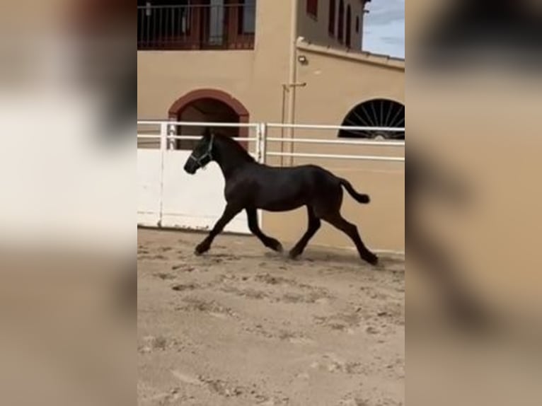 Friesen Hengst 1 Jahr Rappe in Montbrio Del Camp