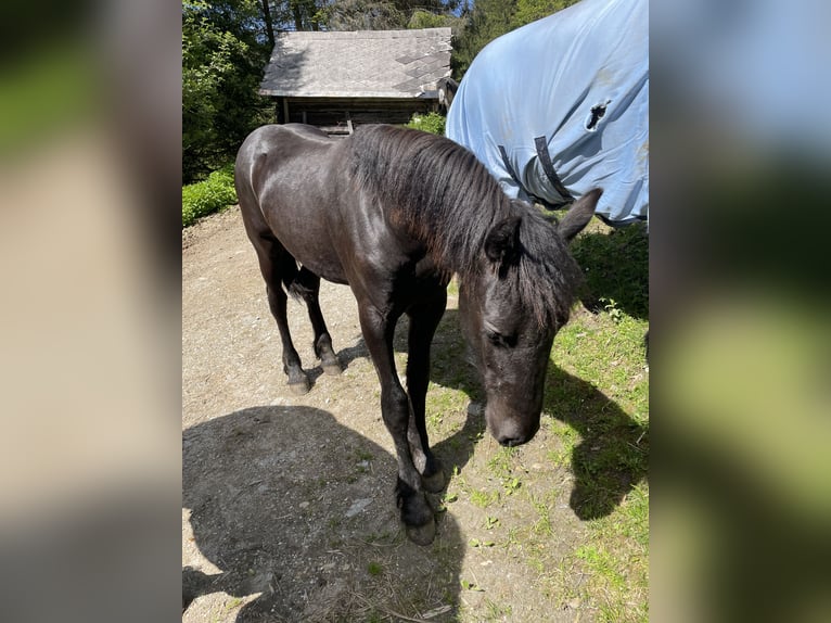 Friesen Hengst 1 Jahr Rappe in Irdning-Donnersbachtal