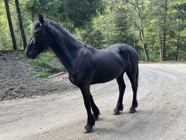 Friesen Hengst 1 Jahr Rappe in Irdning-Donnersbachtal