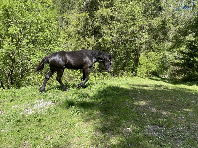 Friesen Hengst 1 Jahr Rappe in Irdning-Donnersbachtal
