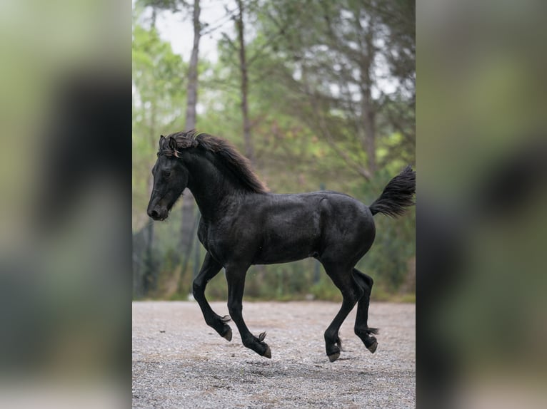 Friesen Hengst 1 Jahr Rappe in Soneja