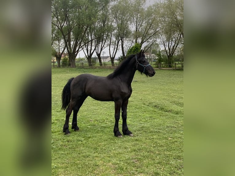 Friesen Hengst 1 Jahr Rappe in Mystkowo