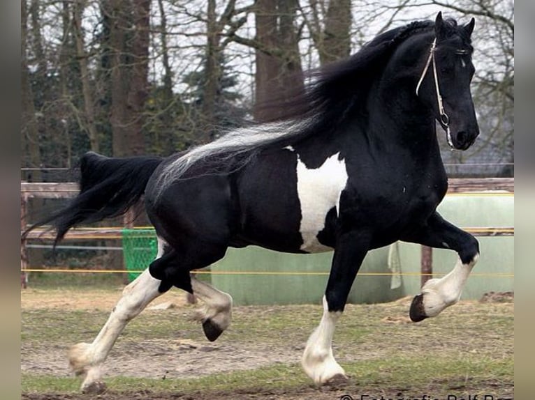 Friesen Mix Hengst 1 Jahr Tobiano-alle-Farben in Ygrande