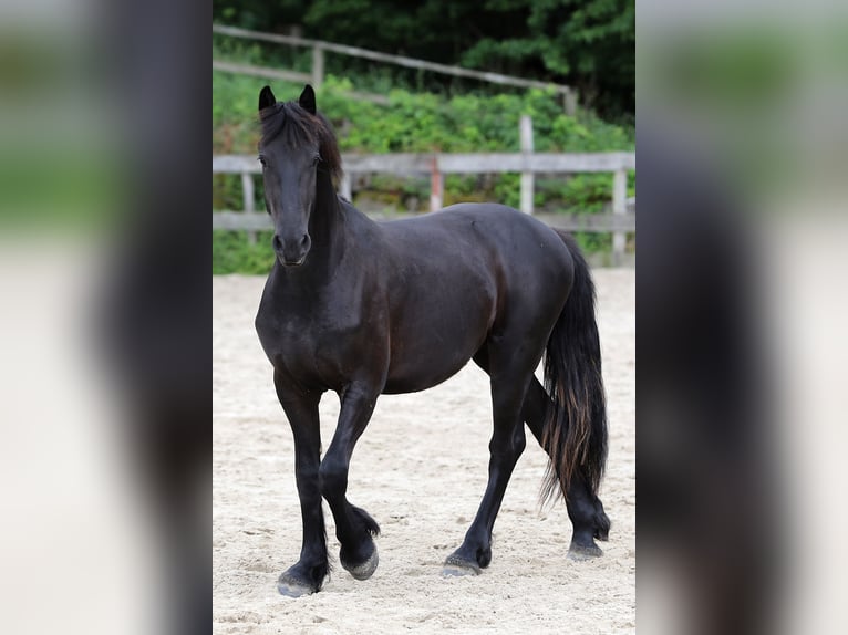Friesen Hengst 2 Jahre 154 cm Schwarzbrauner in Hofheim am Taunus