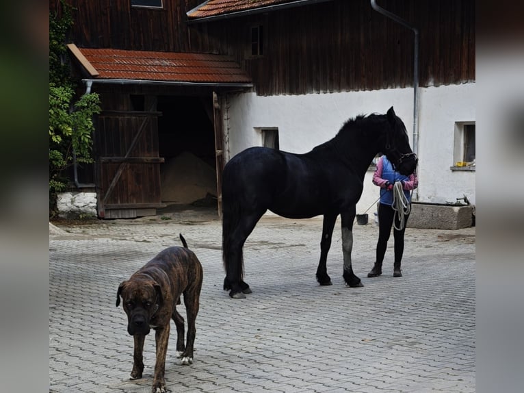 Friesen Hengst 2 Jahre 155 cm Rappe in Patersdorf