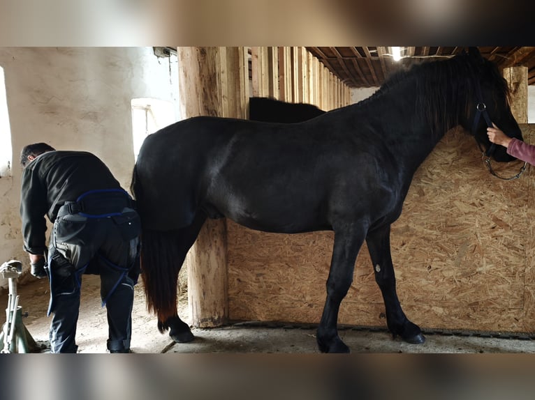 Friesen Hengst 2 Jahre 155 cm Rappe in Patersdorf