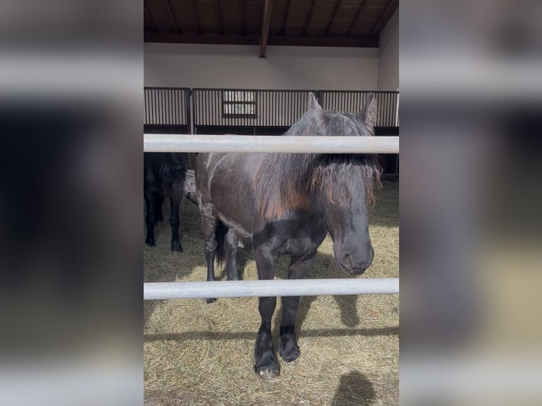 Friesen Hengst 2 Jahre 155 cm Rappe in Bad Tölz