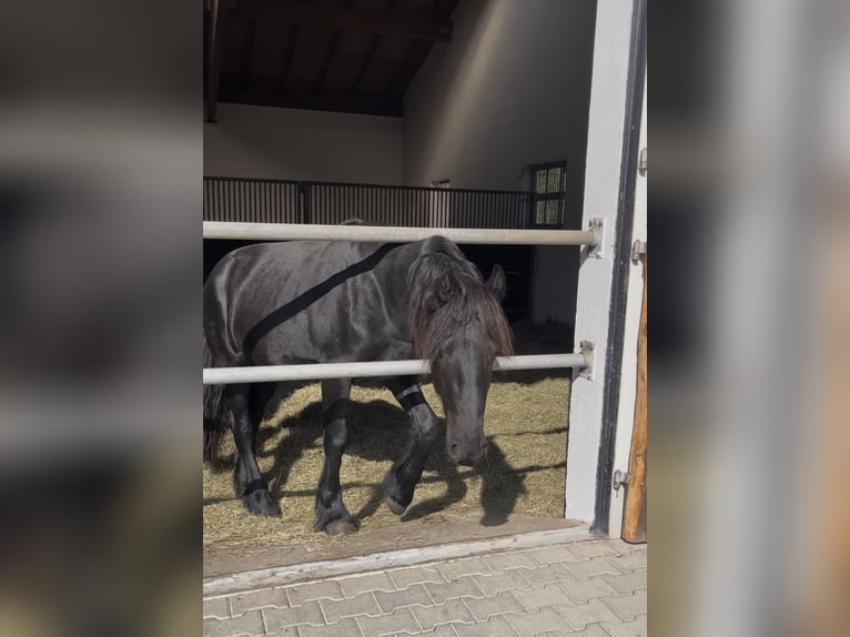 Friesen Hengst 2 Jahre 155 cm Rappe in Bad Tölz