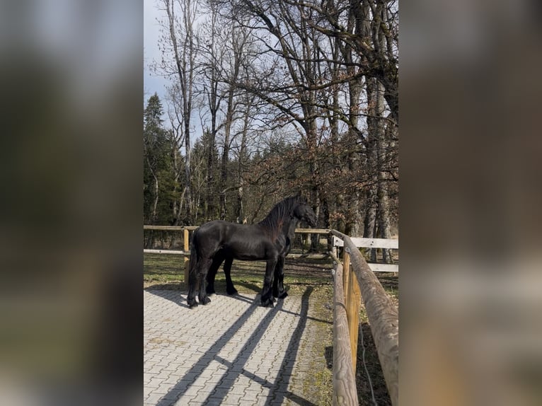 Friesen Hengst 2 Jahre 155 cm Rappe in Bad Tölz