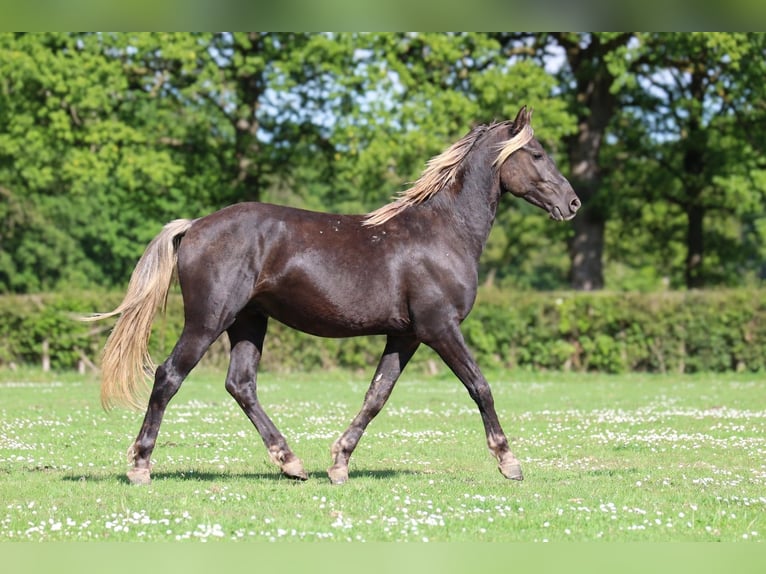 Friesen Hengst 2 Jahre 158 cm Rappe in goven
