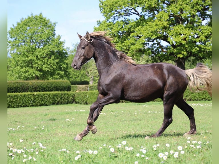 Friesen Hengst 2 Jahre 158 cm Rappe in goven