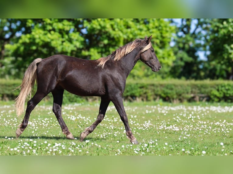 Friesen Hengst 2 Jahre 158 cm Rappe in goven
