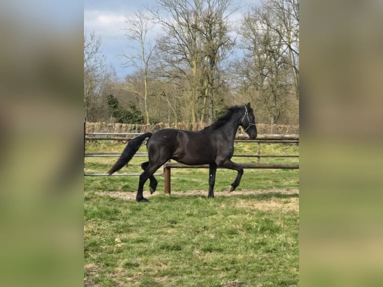 Friesen Hengst 2 Jahre 160 cm Rappe in Maastricht