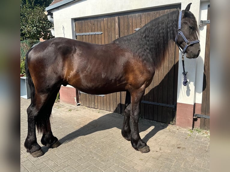 Friesen Hengst 2 Jahre 160 cm Rappe in Bersteland