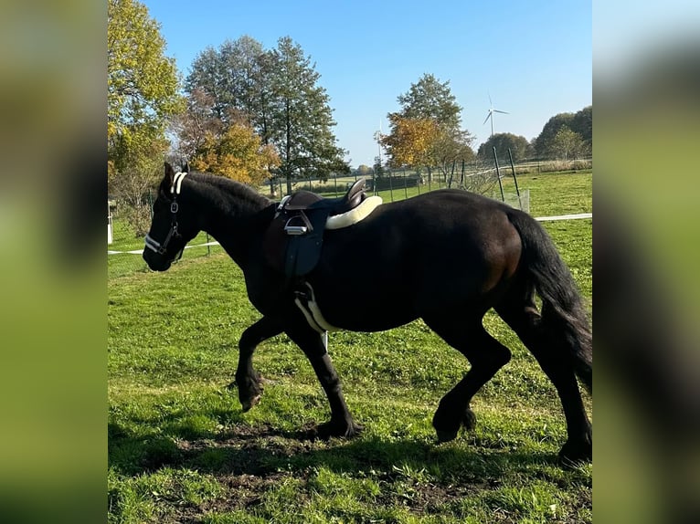 Friesen Hengst 2 Jahre 160 cm Rappe in Bersteland