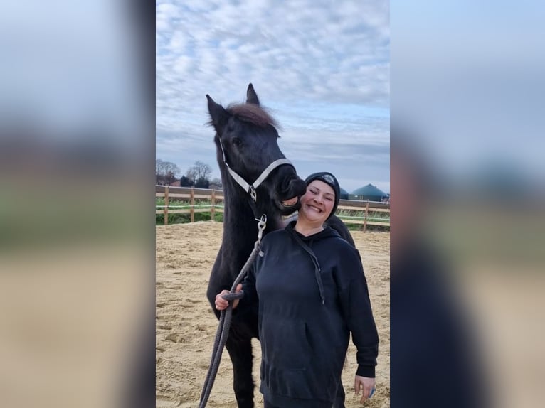 Friesen Hengst 2 Jahre 163 cm Rappe in Lingen