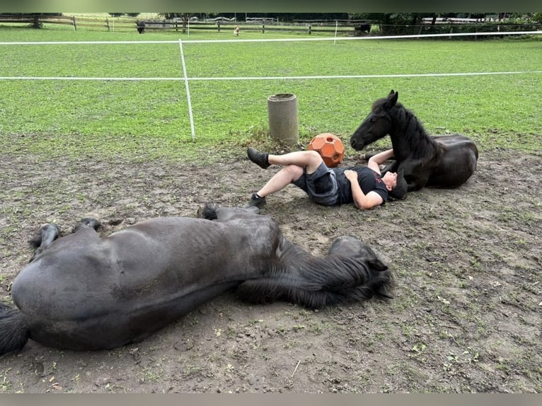 Friesen Hengst 2 Jahre 163 cm Rappe in Lingen