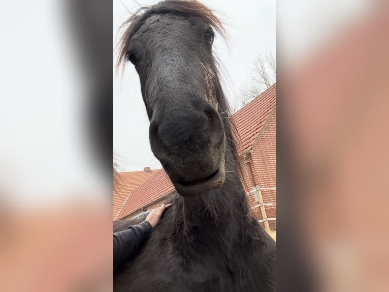 Friesen Hengst 2 Jahre 163 cm Rappe in Lingen