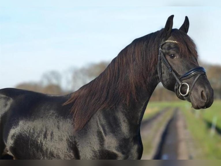 Friesen Hengst 2 Jahre 163 cm Rappe in Oud Gastel