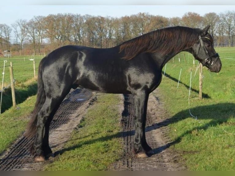 Friesen Hengst 2 Jahre 163 cm Rappe in Oud Gastel