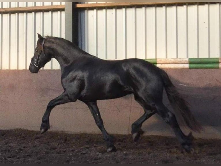 Friesen Hengst 2 Jahre 163 cm Rappe in Oud Gastel