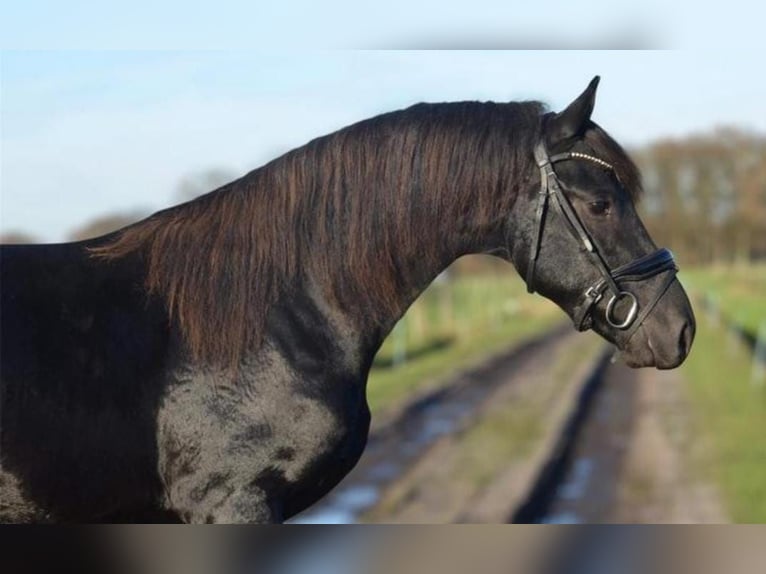 Friesen Hengst 2 Jahre 163 cm Rappe in Oud Gastel